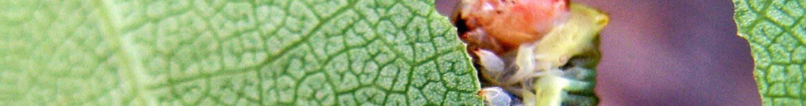 catapiller eating