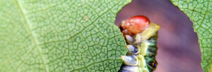 catapiller eating