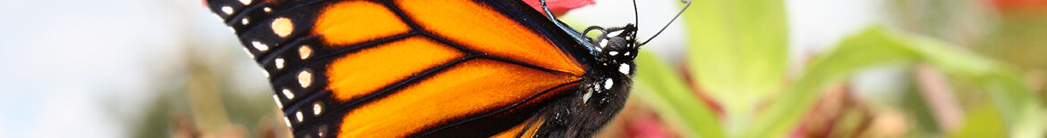 feeding butterfly
