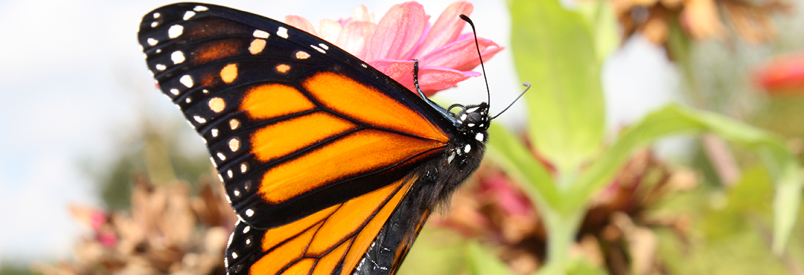 feeding butterfly