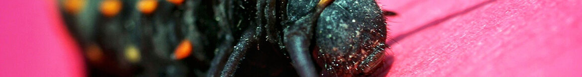 banner_catapiller_pink