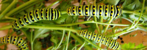 catapillers