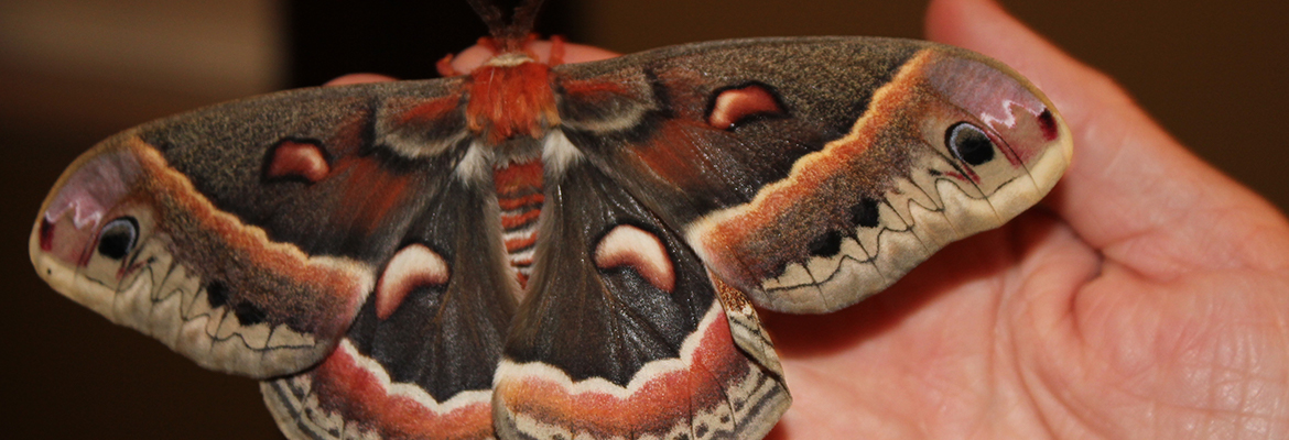 butterfly wing