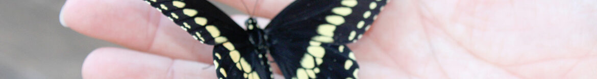 banner_butterfly_hand